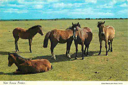 Animaux - Chevaux - New Forest Ponies - Poneys - CPM - Voir Scans Recto-Verso - Cavalli