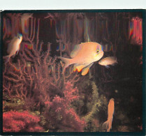 Animaux - Poissons - Carte Rotalfoto - Carte Neuve - CPM - Voir Scans Recto-Verso - Poissons Et Crustacés