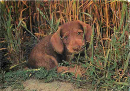 Animaux - Chiens - CPM - Voir Scans Recto-Verso - Cani