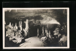 AK Trieste, Grotte Di Postumia, Viale Delle Colonne  - Other & Unclassified