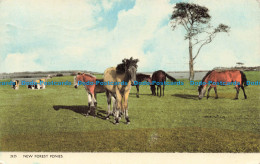 R679480 New Forest Ponies. Dearden And Wade. 1960 - Monde