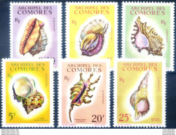 Conchiglie 1962. - Comores (1975-...)