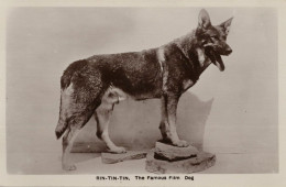 Rin Tin Tin The Famous Film German Shepherd Dog Real Photo Postcard - Actores