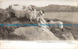 R679662 An Outpost. A Few Sheep. Stragglers From Some Mountain Rock. E. T. W. D - Monde