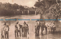 R679754 Ceylon. Kandy. Elephant Bathing. John. 1921 - Monde