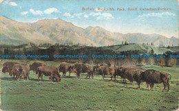 R679785 Canadian Rockies. Banff. Rocky Mt. Park. Buffalo. Coast Publishing. 1918 - Monde