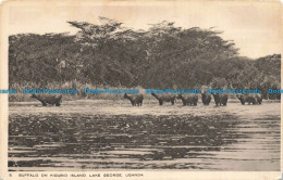R679846 Uganda. Lake George. Buffalo On Kigubio Island. Tuck. Series 1 - Monde