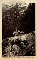 SENTIER DE L ' OURSIERE A LA PRA     ( ISERE )   TRANSPORT A DOS DE MULET - Autres & Non Classés