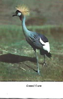 Uganda & Marcofilia, Crested Crane, Balearica Regulorum, Niebbe A Lisboa 1955 (6869) - Uganda