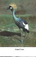 Uganda & Marcofilia, Crested Crane, Balearica Regulorum, Niebbe A Lisboa 1955 (6869) - Oiseaux