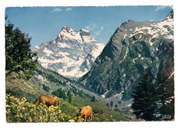 Dans Les Alpages Du Mont Viso - Andere & Zonder Classificatie