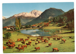 L'été Dans Les Alpes,pâturage Au Bord Du Lacdu Praz De St-bon - Andere & Zonder Classificatie