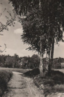 73434 - Dahlen-Schmannewitz - Birkenweg - 1958 - Dahlen