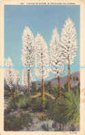 R168058 Yuccas In Bloom In Southern California. Western Publishing And Novelty. - Welt