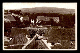 67 - DOSSENHEIM - NIDS DE CIGOGNES SUR LES TOITS - Andere & Zonder Classificatie