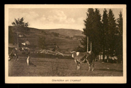 67 - OBERHUTTEN AM LINGEKOPF - VACHES - Andere & Zonder Classificatie