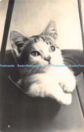 R168694 Cat. RP. Masons Alpha Series - Welt