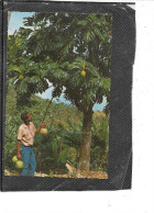 97-MARTINIQUE- Une Vue Animée D'un HABITANT Ceuillant Les FRUIS D'un ARBRE A PAIN - Other & Unclassified