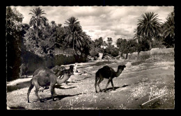 ALGERIE - SAHARA - UN OUED DANS LE SUD - Scenes