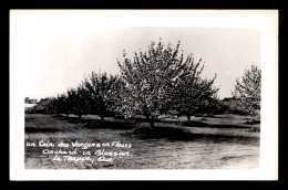 CANADA - OKA - ABBAYE DE NOTRE-DAME DU LAC ANCIENNEMENT DE LA TRAPPE - LES VERGERS - Autres & Non Classés