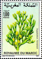 Maroc Poste N** Yv:1031 Mi:1119 Zygophyllum Fontanesii - Maroc (1956-...)