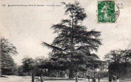 4V5Hy  92 Bruyéres De Sévres Forêt De Meudon L'arbre Vert - Bäume