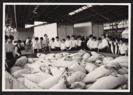 Jolie Photographie élèves Enfants Pêche Thon Tuna Fish Poisson JAPON JAPAN,12,6x8,8 Cm - Asien