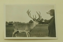 Woman And Deer With Big Horns - Old Photo - Anonyme Personen