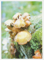 Postal Stationery Belarus 1999 Mushroom - Mushrooms