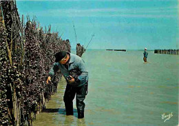 50 - Le Mont Saint Michel - La Récolte Des Moules Sur Bouchots Dans La Baie - Carte Neuve - CPM - Voir Scans Recto-Verso - Le Mont Saint Michel