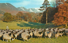 Animaux - Moutons - Gathering Sheep At Rydal Park, Ambleside - CPSM Format CPA - Voir Scans Recto-Verso - Autres & Non Classés