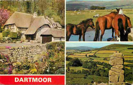 Animaux - Chevaux - Royaume-Uni - Dartmoor - Multivues - Ponies - Poneys - Voir Scans Recto Verso  - Pferde