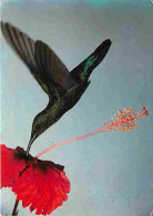 Animaux - Oiseaux - Colibri - CPM - Voir Scans Recto-Verso - Vögel
