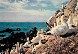 Animaux - Oiseaux - Fous De Bassans Dans La Réserve Des Sept Iles - Bretagne - CPM - Voir Scans Recto-Verso - Oiseaux