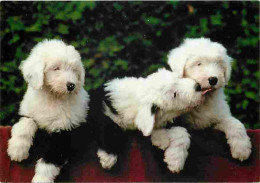 Animaux - Chiens - Chiots - CPM - Voir Scans Recto-Verso - Chiens