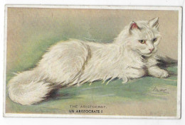 Un Aristocrate - Chat - Illustrateur Mac - Valentine's " Mac " Cat Postcard - Chats