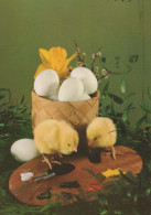 PASCUA POLLO HUEVO Vintage Tarjeta Postal CPSM #PBP238.A - Easter