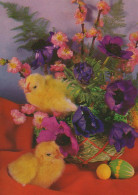 EASTER CHICKEN EGG Vintage Postcard CPSM #PBO751.A - Pâques