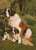 CANE Animale Vintage Cartolina CPSM #PAN474.A - Hunde