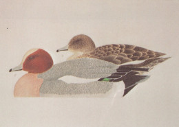 BIRD Animals Vintage Postcard CPSM #PAN202.A - Vögel