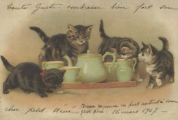 CAT KITTY Animals Vintage Postcard CPSM #PBR019.A - Katten