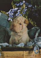 DOG Animals Vintage Postcard CPSM #PBQ603.A - Perros