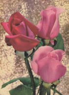 FLOWERS Vintage Postcard CPSM #PAR874.GB - Blumen