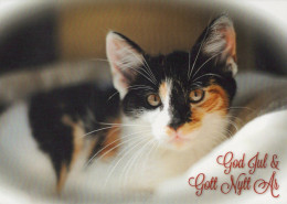 CAT KITTY Animals Vintage Postcard CPSM #PAM508.GB - Katten