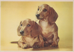 CHIEN Animaux Vintage Carte Postale CPSM #PAN443.FR - Dogs