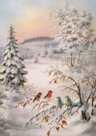 OISEAU Animaux Vintage Carte Postale CPSM #PAM821.FR - Birds