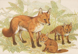 FOX Animals Vintage Postcard CPSM #PBS816.GB - Sonstige & Ohne Zuordnung