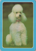 DOG Animals Vintage Postcard CPSM #PBQ400.GB - Dogs