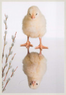 EASTER CHICKEN EGG Vintage Postcard CPSM #PBP006.GB - Pascua
