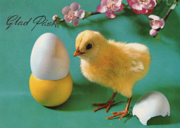 EASTER CHICKEN EGG Vintage Postcard CPSM #PBO877.GB - Pascua